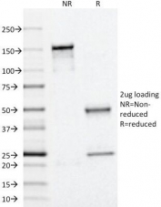 SDS-PAGE Analysis of Purified, BSA-Free Perilipin 2 Antibody (clone ADFP/1366). Confirmation of Integrity and Purity of the Antibody.