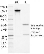 SDS-PAGE Analysis of Purified, BSA-Free Alpha-1-Antichymotrypsin Antibody (clone AACT/1452). Confirmation of Integrity and Purity of the Antibody.