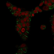 Immunofluorescent staining of methanol-fixed human MCF7 cells with E-Cadherin antibody (green, clone 4A2) and Reddot nuclear stain (red).