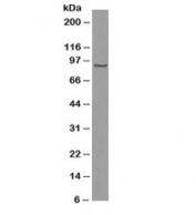 Western blot testing of human HeLa cell lysate with b-Catenin antibody (clone 6F9). Predicted molecular weight ~85 kDa, but routinely observed at 90-95 kDa.