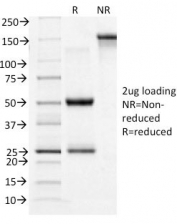 SDS-PAGE Analysis of Purified, BSA-Free CD71 Antibody (clone TFRC/1396). Confirmation of Integrity and Purity of the Antibody.