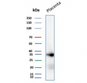 Western blot testing of human placental tissue lysate with Galectin 13 antibody (clone PP13/1161). Expected molecular weight ~16 kDa (monomer) and ~32 kDa (dimer).