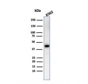 Western blot testing of human K562 cell lysate with Glycophorin A antibody. Expected molecular weight: routinely observed at ~16/38 kDa.