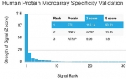 Analysis of HuProt(TM) microarray containing more than 19,000 full-length human proteins using Ferritin Light Chain antibody. These results demonstrate the foremost specificity of the FTL/1388 mAb. Z- and S- score: The Z-score represents the strength of a signal that an antibody (in combination with a fluorescently-tagged anti-IgG secondary Ab) produces when binding to a particular protein on the HuProt(TM) array. Z-scores are described in units of standard deviations (SD's) above the mean value of all signals generated on that array. If the targets on the HuProt(TM) are arranged in descending order of the Z-score, the S-score is the difference (also in units of SD's) between the Z-scores. The S-score therefore represents the relative target specificity of an Ab to its intended target.