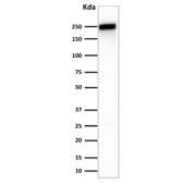 Western blot testing of human HeLa cell lysate with Spectrin beta III antibody. Predicted molecular weight ~246 kDa.