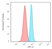 Flow cytometry staining of human HeLa cells with Spectrin beta III antibody; Red=isotype control, Blue= Spectrin beta III antibody.