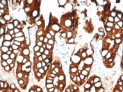 IHC testing of FFPE cat small intestine and Ep-CAM antibody (clone EGP40/1798). Required HIER: steam sections in pH6 citrate buffer for 10-20 min.