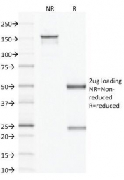 SDS-PAGE Analysis of Purified, BSA-Free Factor XIIIa Antibody (clone F13A1/1683). Confirmation of Integrity and Purity of the Antibody.