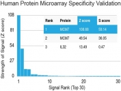 Protein array validation of the MCM7 antibody: Analysis of HuProt(TM) microarray containing more than 19,000 full-length human proteins using MCM7 antibody (clone MCM7/1469). These results demonstrate the foremost specificity of the MCM7/1469 mAb.<P><P>Z- and S- score: The Z-score represents the strength of a signal that an antibody (in combination with a fluorescently-tagged anti-IgG secondary Ab) produces when binding to a particular protein on the HuProt(TM) array. Z-scores are described in units of standard deviations (SD's) above the mean value of all signals generated on that array. If the targets on the HuProt(TM) are arranged in descending order of the Z-score, the S-score is the difference (also in units of SD's) between the Z-scores. The S-score therefore represents the relative target specificity of an Ab to its intended target.