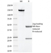 SDS-PAGE Analysis of Purified, BSA-Free Prohibitin Antibody (clone PHB/1881). Confirmation of Integrity and Purity of the Antibody.