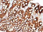 IHC testing of FFPE cat small intestine and EpCAM antibody (clone EGP40/1372). HIER: steam sections in pH9 EDTA for 10-20 min.