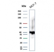 Western blot testing of human MCF7 cell lysate with anti-EpCAM antibody (clone EGP40/1372). Expected molecular weight: ~35 kDa (unmodified), 40-43 kDa (glycosylated).