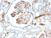 IHC testing of FFPE human kidney tissue with Adiponectin antibody (clone ADPN/1370). Required HIER: boil tissue sections in pH 6, 10mM Citrate buffer for 10-20 min followed by cooling at RT for 20 min.