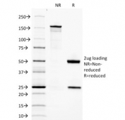 SDS-PAGE analysis of purified, BSA-free Adiponectin antibody (clone ADPN/1370) as confirmation of integrity and purity.