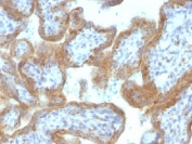 IHC testing of FFPE human placental tissue with MAML2 antibody (clone MAML2/1302). Staining of FFPE tissue requires boiling sections in 10mM Tris with 1mM EDTA, pH9, for 10-20 min followed by cooling at RT for 20 min.