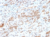 IHC testing of FFPE human liver tissue with recombinant HSP60 antibody (clone HSPD1/2206R). HIER: boil tissue sections in 10mM citrate buffer, pH6, for 10-20 min followed by cooling at RT for 20 min.