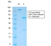 SDS-PAGE analysis of purified, BSA-free recombinant CD44v4 antibody (clone rCD44v4/1219) as confirmation of integrity and purity.