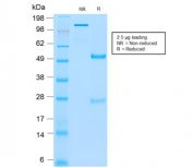SDS-PAGE analysis of purified, BSA-free recombinant CD66 antibody (clone C66/2055R) as confirmation of integrity and purity.
