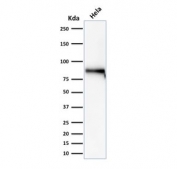 Western blot testing of human HeLa cell lysate with recombinant beta Catenin antibody. Predicted molecular weight ~85 kDa, but routinely observed at 90-95 kDa.