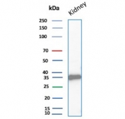 Western blot testing of human kidney tissue lysate with recombinant Napsin A antibody. Expected molecular weight: 38-45 kDa.