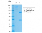 SDS-PAGE analysis of purified, BSA-free recombinant Thyroglobulin antibody (clone TGB/1968R) as confirmation of integrity and purity.