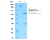 SDS-PAGE analysis of purified, BSA-free recombinant MMP3 antibody (clone MMP3/1994R) as confirmation of integrity and purity.