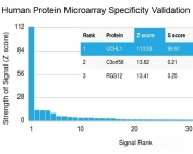 Analysis of HuProt(TM) microarray containing more than 19,000 full-length human proteins using recombinant PGP9.5 antibody (clone rUCHL1/775). These results demonstrate the foremost specificity of the rUCHL1/775 mAb.  Z- and S- score: The Z-score represents the strength of a signal that an antibody (in combination with a fluorescently-tagged anti-IgG secondary Ab) produces when binding to a particular protein on the HuProt(TM) array. Z-scores are described in units of standard deviations (SD's) above the mean value of all signals generated on that array. If the targets on the HuProt(TM) are arranged in descending order of the Z-score, the S-score is the difference (also in units of SD's) between the Z-scores. The S-score therefore represents the relative target specificity of an Ab to its intended target.