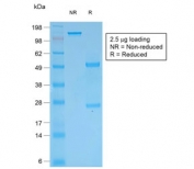 SDS-PAGE analysis of purified, BSA-free recombinant Multi Cytokeratin antibody (clone rKRT/457) as confirmation of integrity and purity.