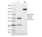 SDS-PAGE analysis of purified, BSA-free Annexin A1 antibody (clone 6E4/3) as confirmation of integrity and purity.