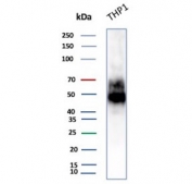 Western blot testing of human ThP-1 cell lysate with CD14 antibody (clone LPSR/2397). Predicted molecular weight: 40-55 kDa depending on glycosylation level.