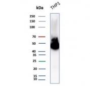 Western blot testing of human ThP-1 cell lysate with CD14 antibody (clone LPSR/2386). Predicted molecular weight: 40-55 kDa depending on glycosylation level.