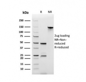 SDS-PAGE analysis of purified, BSA-free CD44v6 antibody (clone CD44V6/2496) as confirmation of integrity and purity.