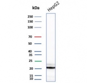 Western blot testing of human HepG2 cell lysate with p21 antibody (clone AC8).