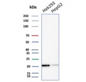 Western blot testing of human HEK293 and HepG2 cell lysate with ARF1 antibody (clone 1A9/5). Predicted molecular weight ~21 kDa.