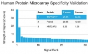 Analysis of HuProt(TM) microarray containing more than 19,000 full-length human proteins using BCMA antibody (clone BCMA/2366). These results demonstrate the foremost specificity of the BCMA/2366 mAb. Z- and S- score: The Z-score represents the strength of a signal that an antibody (in combination with a fluorescently-tagged anti-IgG secondary Ab) produces when binding to a particular protein on the HuProt(TM) array. Z-scores are described in units of standard deviations (SD's) above the mean value of all signals generated on that array. If the targets on the HuProt(TM) are arranged in descending order of the Z-score, the S-score is the difference (also in units of SD's) between the Z-scores. The S-score therefore represents the relative target specificity of an Ab to its intended target.