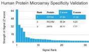 Analysis of HuProt(TM) microarray containing more than 19,000 full-length human proteins using Cytokeratin 6 antibody (clone KRT6A/2368). These results demonstrate the foremost specificity of the KRT6A/2368 mAb. Z- and S- score: The Z-score represents the strength of a signal that an antibody (in combination with a fluorescently-tagged anti-IgG secondary Ab) produces when binding to a particular protein on the HuProt(TM) array. Z-scores are described in units of standard deviations (SD's) above the mean value of all signals generated on that array. If the targets on the HuProt(TM) are arranged in descending order of the Z-score, the S-score is the difference (also in units of SD's) between the Z-scores. The S-score therefore represents the relative target specificity of an Ab to its intended target.