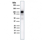 Western blot testing of human pancreas lysate with GP2 antibody (clone GP2/1803).
