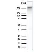 Western blot testing of human PANC-1 cell lysate with Spectrin beta III antibody. Predicted molecular weight ~246 kDa.