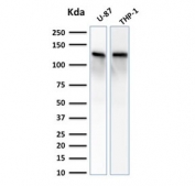 Western blot testing of 1) human U-87 MG and 2) human ThP-1 cell lysate with Vinculin antibody. Predicted molecular weight ~124 kDa.