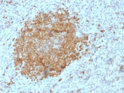 IHC testing of FFPE human spleen with BOB1 antibody (clone BOB1/2425). HIER: boil tissue sections in pH6, 10mM citrate buffer, for 10-20 min followed by cooling at RT for 20 min.