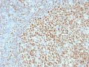 IHC testing of FFPE human tonsil with OCT-2 antibody (clone OCT2/2136). HIER: boil tissue sections in pH6, 10mM citrate buffer, for 10-20 min followed by cooling at RT for 20 min.