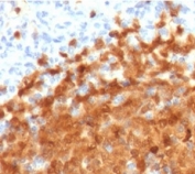 IHC testing of FFPE human spleen with BOB-1 antibody (clone PD2AF1-1). HIER: boil tissue sections in pH 9 10mM Tris with 1mM EDTA for 10-20 min followed by cooling at RT for 20 min.