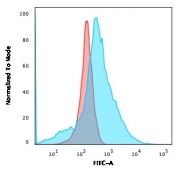 Flow cytometry testing of human K562 cells with GLUT1 antibody (clone GLUT1/2476); Red=isotype control, Blue= GLUT1 antibody.