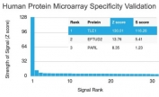 Analysis of HuProt(TM) microarray containing more than 19,000 full-length human proteins using TLE1 antibody (clone TLE1/2085). These results demonstrate the foremost specificity of the TLE1/2085 mAb. Z- and S- score: The Z-score represents the strength of a signal that an antibody (in combination with a fluorescently-tagged anti-IgG secondary Ab) produces when binding to a particular protein on the HuProt(TM) array. Z-scores are described in units of standard deviations (SD's) above the mean value of all signals generated on that array. If the targets on the HuProt(TM) are arranged in descending order of the Z-score, the S-score is the difference (also in units of SD's) between the Z-scores. The S-score therefore represents the relative target specificity of an Ab to its intended target.