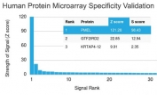 Analysis of HuProt(TM) microarray containing more than 19,000 full-length human proteins using Melanoma gp100 antibody (clone PMEL/2039). These results demonstrate the foremost specificity of the PMEL/2039 mAb. Z- and S- score: The Z-score represents the strength of a signal that an antibody (in combination with a fluorescently-tagged anti-IgG secondary Ab) produces when binding to a particular protein on the HuProt(TM) array. Z-scores are described in units of standard deviations (SD's) above the mean value of all signals generated on that array. If the targets on the HuProt(TM) are arranged in descending order of the Z-score, the S-score is the difference (also in units of SD's) between the Z-scores. The S-score therefore represents the relative target specificity of an Ab to its intended target.