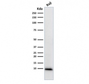 Western blot testing of human Raji cell lysate with Ubiquitin antibody (clone UBB/1748). Expected molecular weight ~9 kDa.
