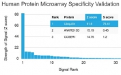 Analysis of HuProt(TM) microarray containing more than 19,000 full-length human proteins using Ubiquitin antibody (clone UBB/1748). These results demonstrate the foremost specificity of the UBB/1748 mAb. Z- and S- score: The Z-score represents the strength of a signal that an antibody (in combination with a fluorescently-tagged anti-IgG secondary Ab) produces when binding to a particular protein on the HuProt(TM) array. Z-scores are described in units of standard deviations (SD's) above the mean value of all signals generated on that array. If the targets on the HuProt(TM) are arranged in descending order of the Z-score, the S-score is the difference (also in units of SD's) between the Z-scores. The S-score therefore represents the relative target specificity of an Ab to its intended target.