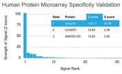 Analysis of HuProt(TM) microarray containing more than 19,000 full-length human proteins using Ubiquitin antibody (clone UBB/2122). These results demonstrate the foremost specificity of the UBB/2122 mAb. Z- and S- score: The Z-score represents the strength of a signal that an antibody (in combination with a fluorescently-tagged anti-IgG secondary Ab) produces when binding to a particular protein on the HuProt(TM) array. Z-scores are described in units of standard deviations (SD's) above the mean value of all signals generated on that array. If the targets on the HuProt(TM) are arranged in descending order of the Z-score, the S-score is the difference (also in units of SD's) between the Z-scores. The S-score therefore represents the relative target specificity of an Ab to its intended target.