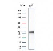 Western blot testing of human Raji cell lysate with CD40 antibody. Expected molecular weight is 30-45 kDa depending on glycosylation level.