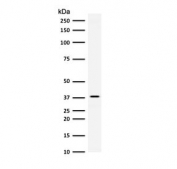 Western blot testing of human HeLa cell lysate with AKR1B1 antibody (clone ADRD1-1). Predicted molecular weight ~36 kDa.